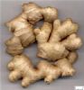 Ginger Root P.E.;Ginger Root Extract;Ginger Root ;Gingerols 